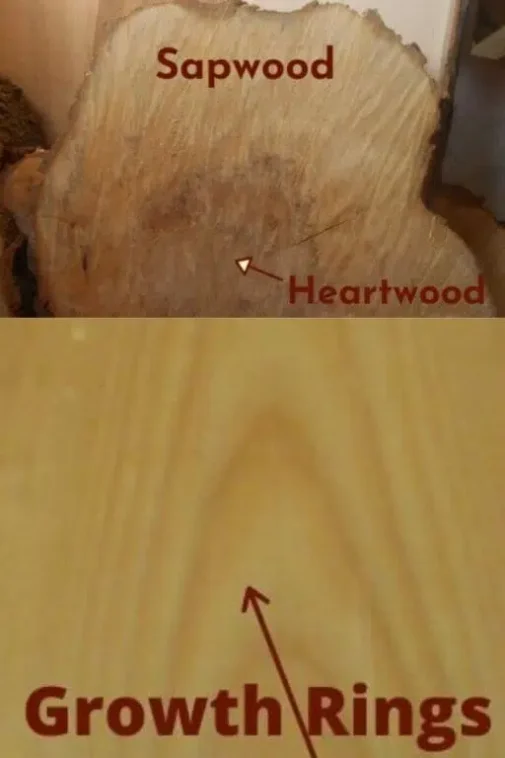The Ultimate Guide to Identifying Wood Types in Furniture 1 Identifying Wood Sapwood Heartwood